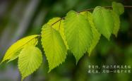 开云体育app-九十分钟的永恒，2026世界杯G组美英大战，加维改写历史的瞬间