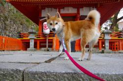 开云体育中国-轻取背后的重击，戴资颖一局定江山，印尼队团队战术的全景解析