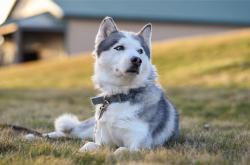 开云体育APP下载-烈焰重燃，波尔一球逆转中日二十年宿命之战