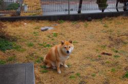 开云体育入口-跨界烽火，当勒沃库森遇上波斯铁骑，唯一的中场新王京多安如何让进攻端无人可挡？