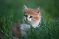 开云体育登录-巴黎街巷中的双重奏，当梅西的爆发遇见塞内加尔节奏