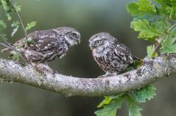 开云sport-东决关键战之夜，圣城蛛网，文班亚马如何用防守织就特洛伊木马