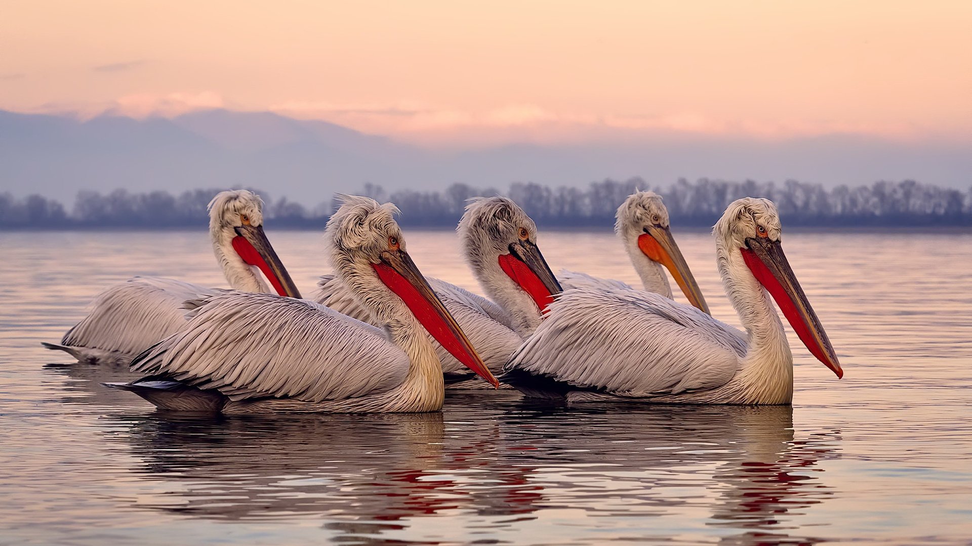 白色球衣上的东方力量，林高远如何扛起英格兰队轻取日本队