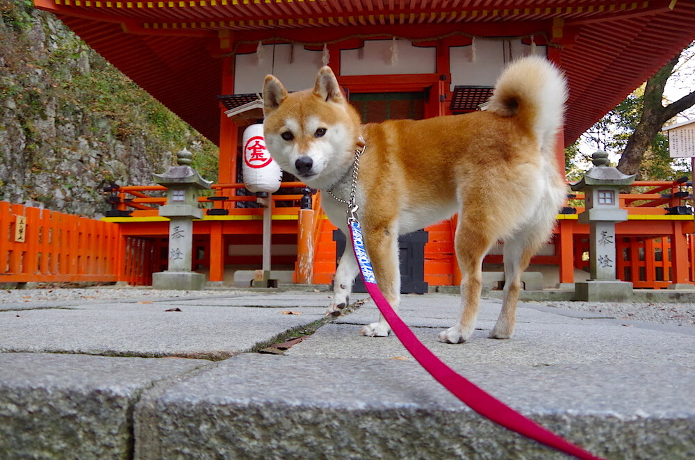 轻取背后的重击，戴资颖一局定江山，印尼队团队战术的全景解析