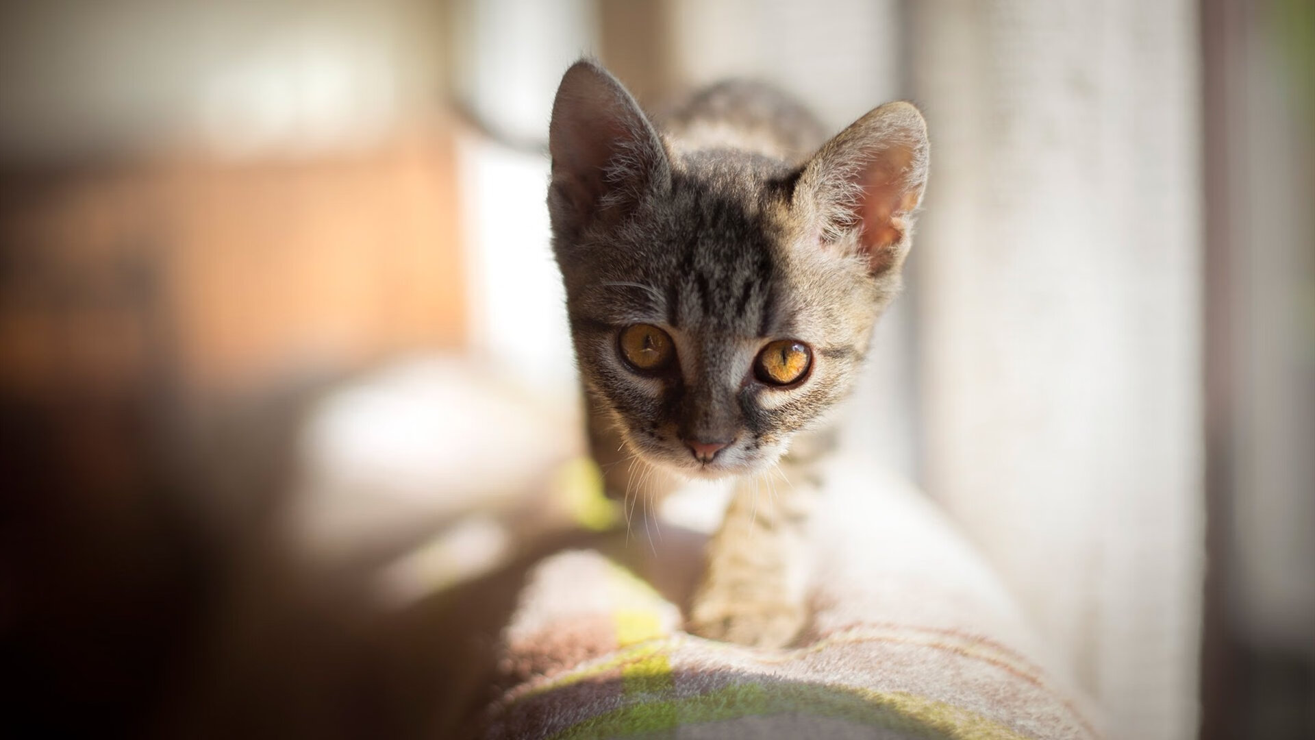 欧陆烽烟起,巴黎鏖战瑞典,神锋莱万破阵定乾坤