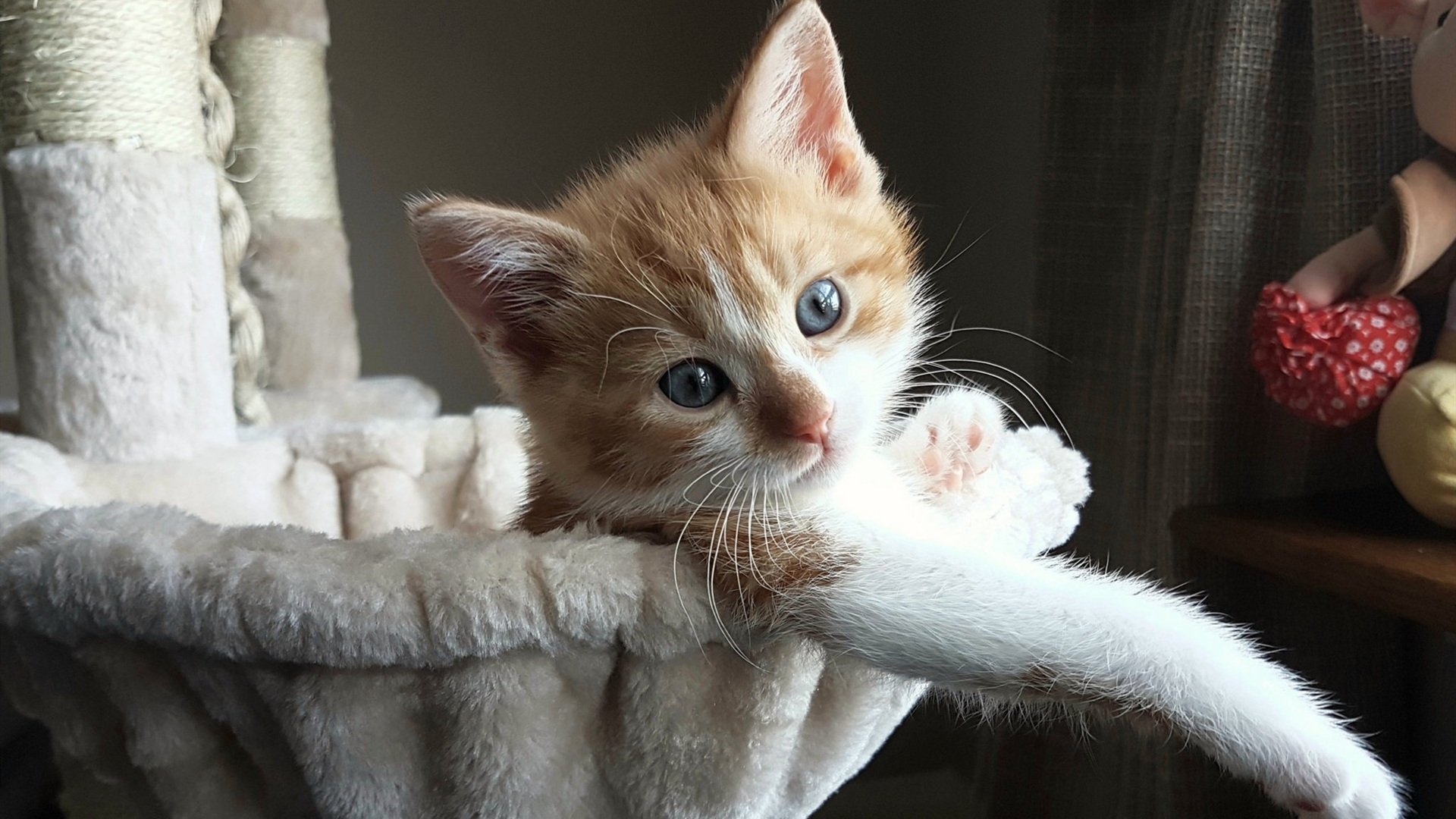 41秒绝境重生，塞内加尔隐形王牌托尼的致命一击