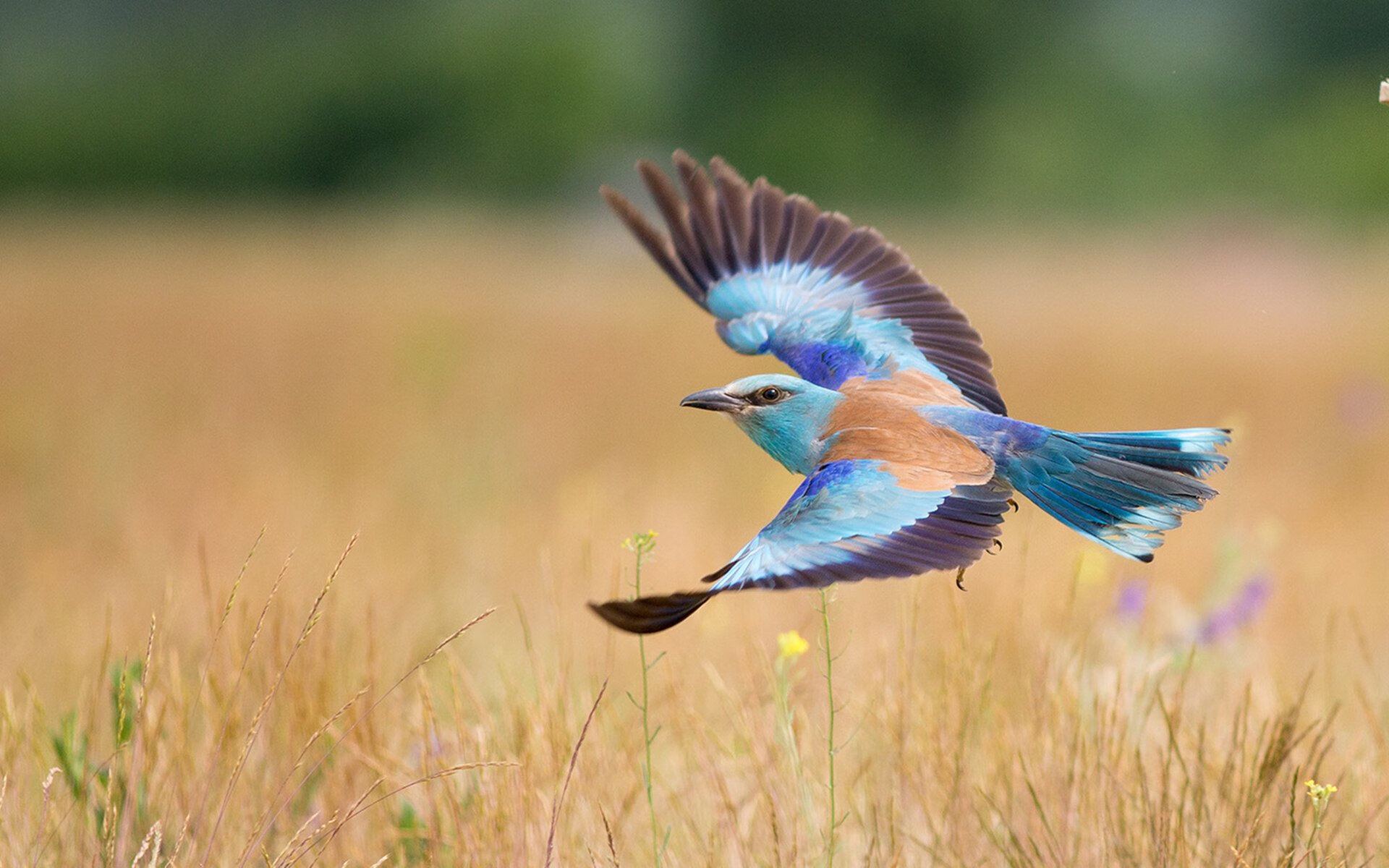 德甲争冠战之夜，破晓之前的回响—莱万将沉默化为惊雷