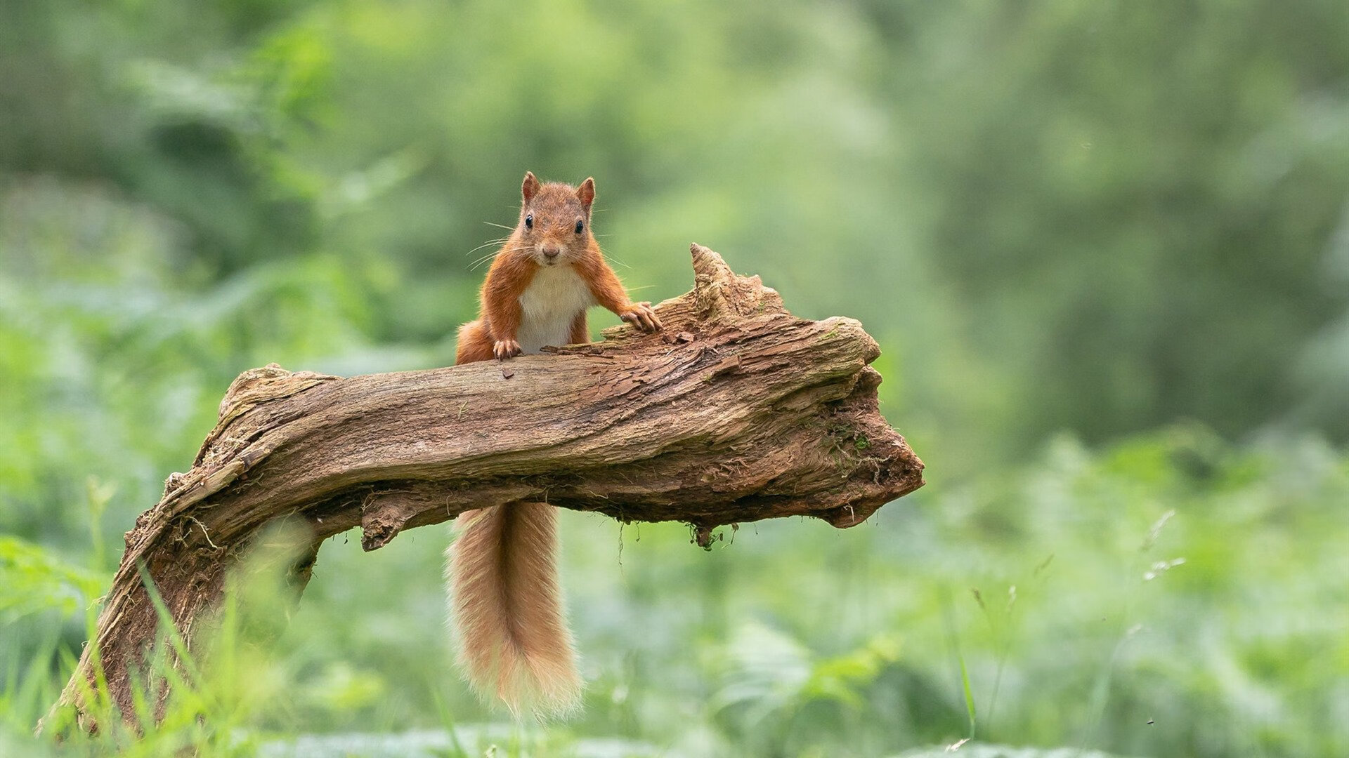 七盏红灯熄灭前，他用七年跑完一圈