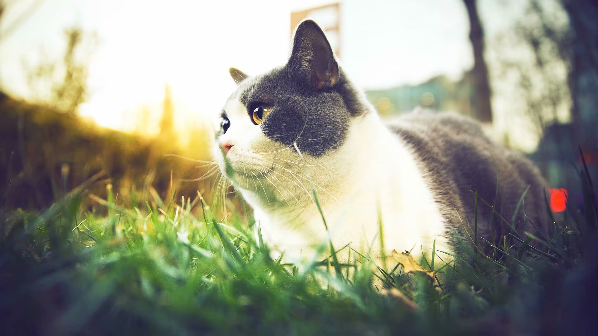 十二年之隔，鹈鹕绝杀骑士与库里季后赛传奇的交响