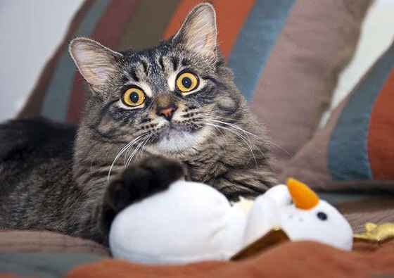 穿错球衣的英雄，阿圭罗瑞士制胜记