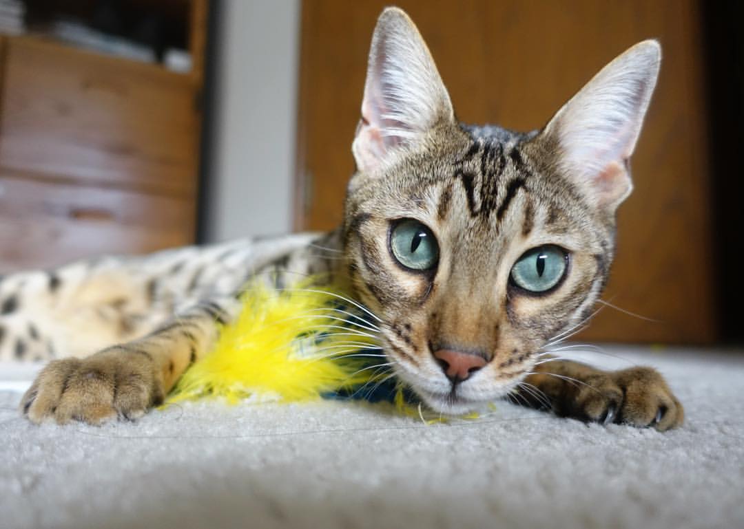 颠覆剧本！法比尼奥终场绝杀，皇马铁腰变身关键先生逆袭米兰