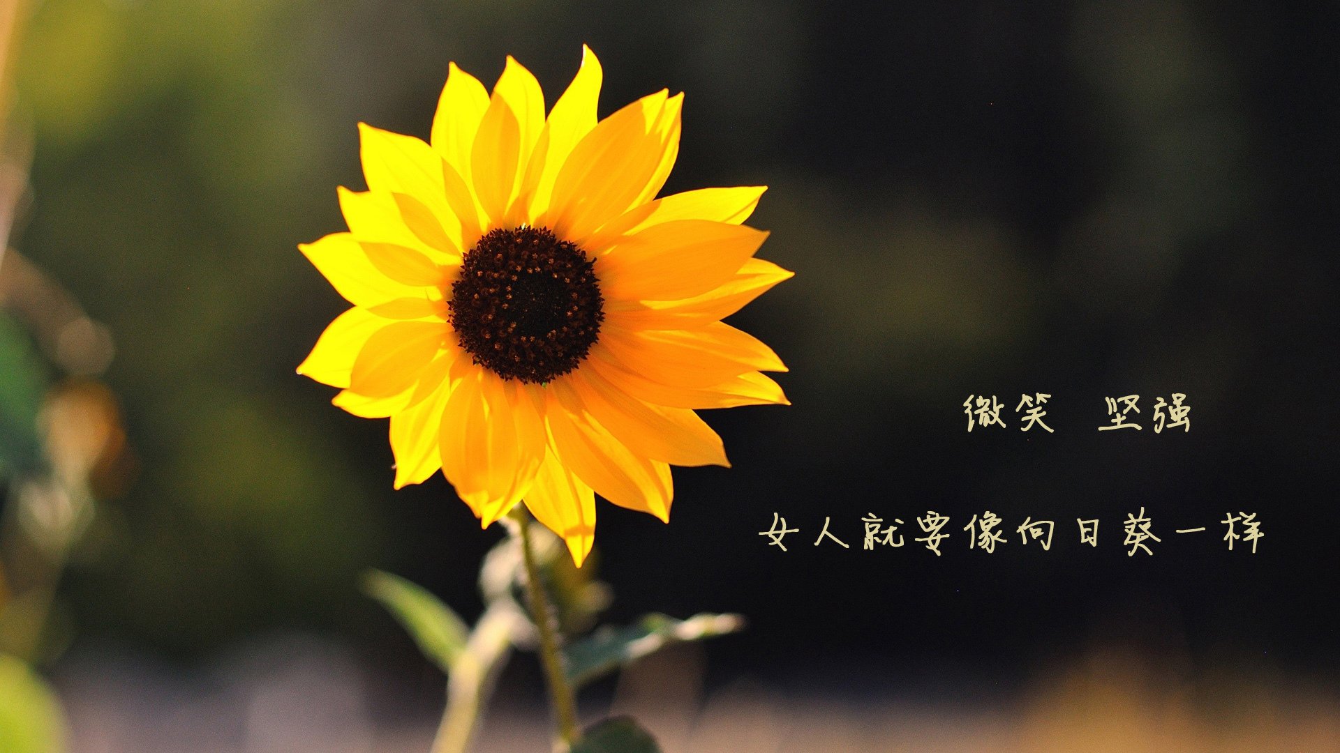 跨界唯一性，曼联梦幻击败乌拉圭，佩德里F1揭幕战上演接管奇迹