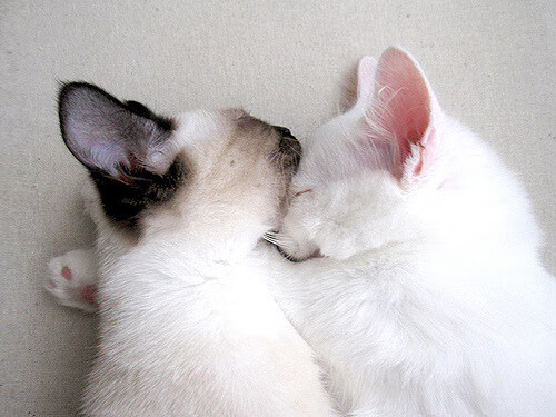 当德布劳内走上西决赛场