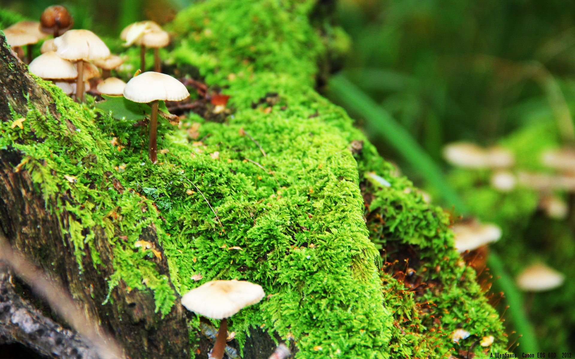 当德布劳内走上西决赛场