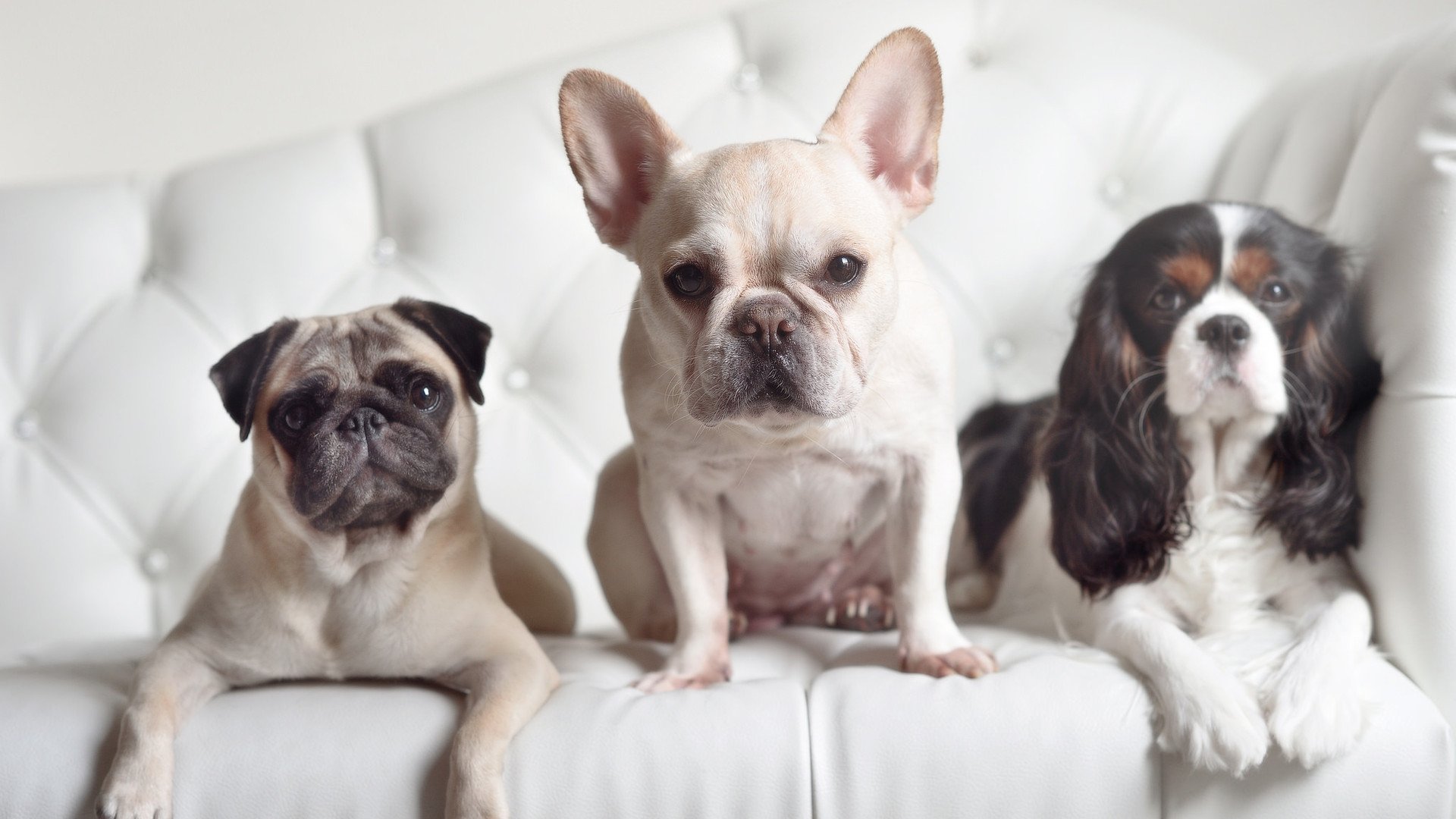 圣西罗的叹息,当红黑洪流淹没东欧铁骑,魔笛在地缘足球的裂缝中奏响独唱