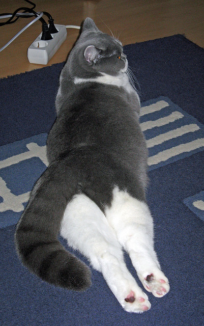 橙衣军团的利剑，卡马文加高光助荷兰战胜美国问鼎