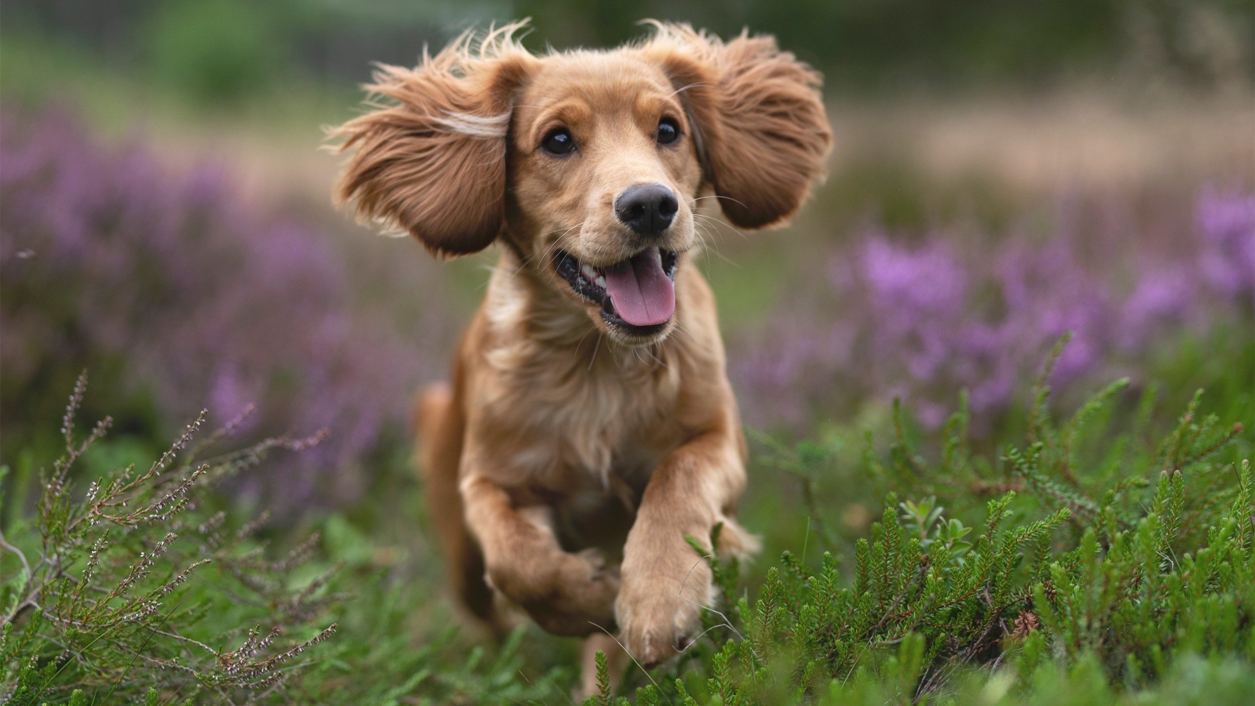 绿茵地缘政治，卡塞米罗的中场遏制如何隐喻一场跨越大西洋的美国式粉碎