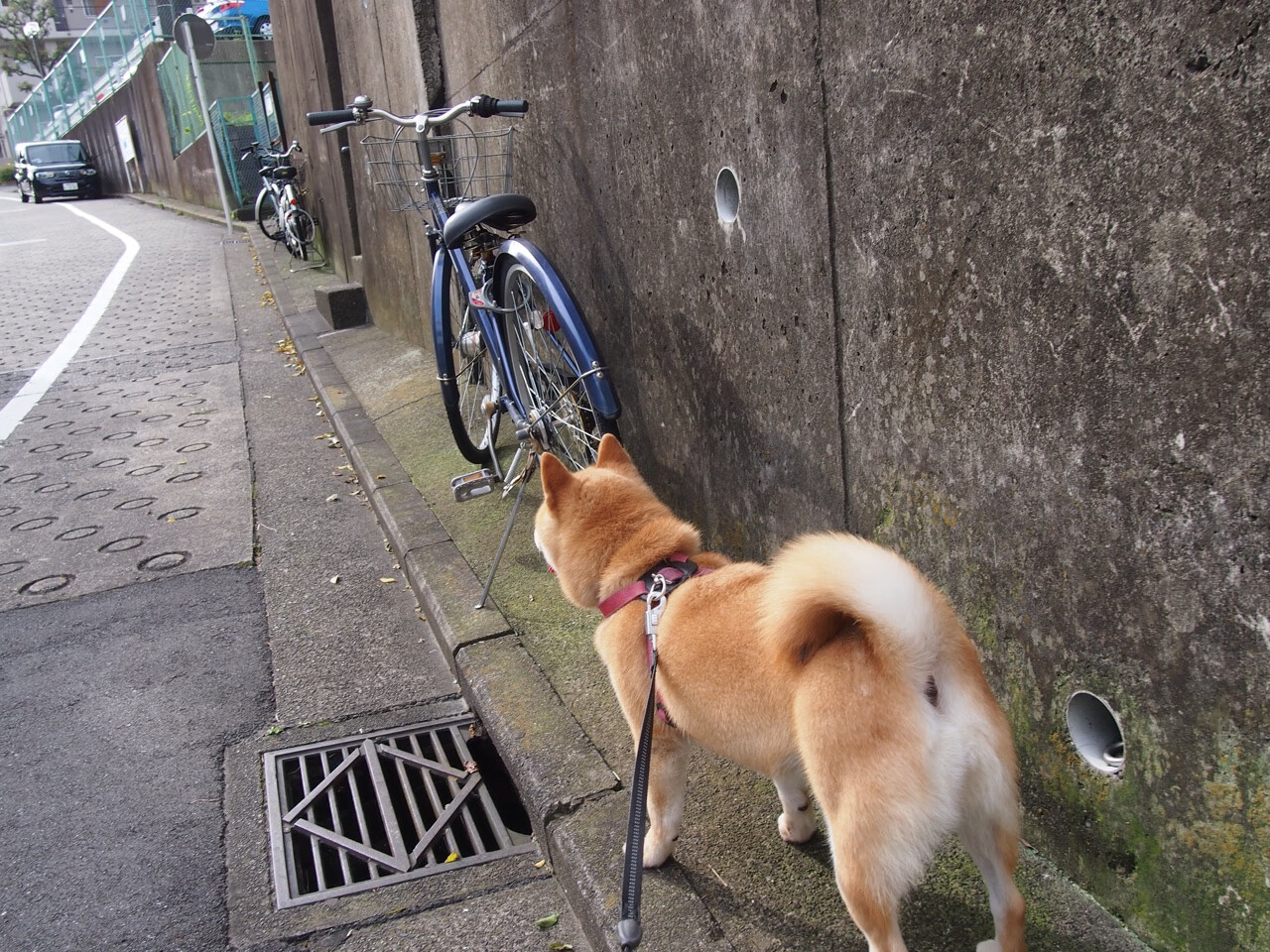 全能中场颠覆意甲秩序！拉梅洛数据爆炸夜改写争冠格局
