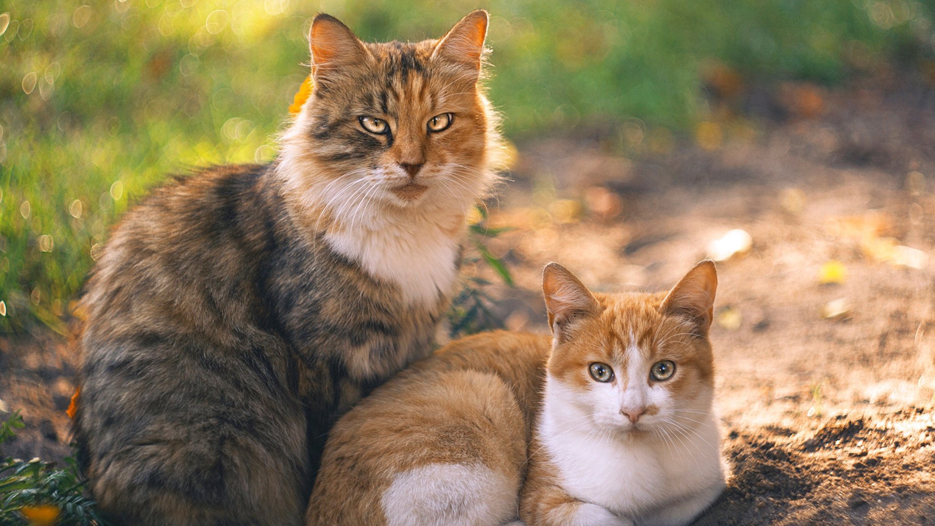 东决关键战之夜，圣城蛛网，文班亚马如何用防守织就特洛伊木马