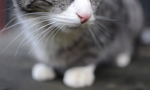 若在意甲?已为巴西!维尼修斯在挪威的寒夜上演热带风暴