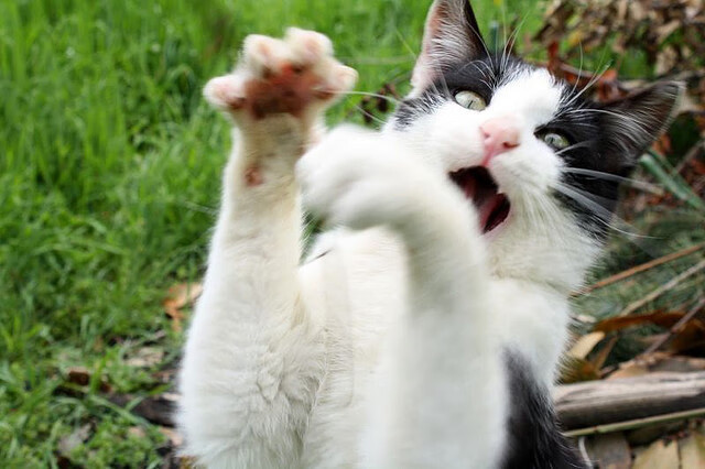 赛道即战场,达拉斯狂徒在绿茵遗迹上的极限超车