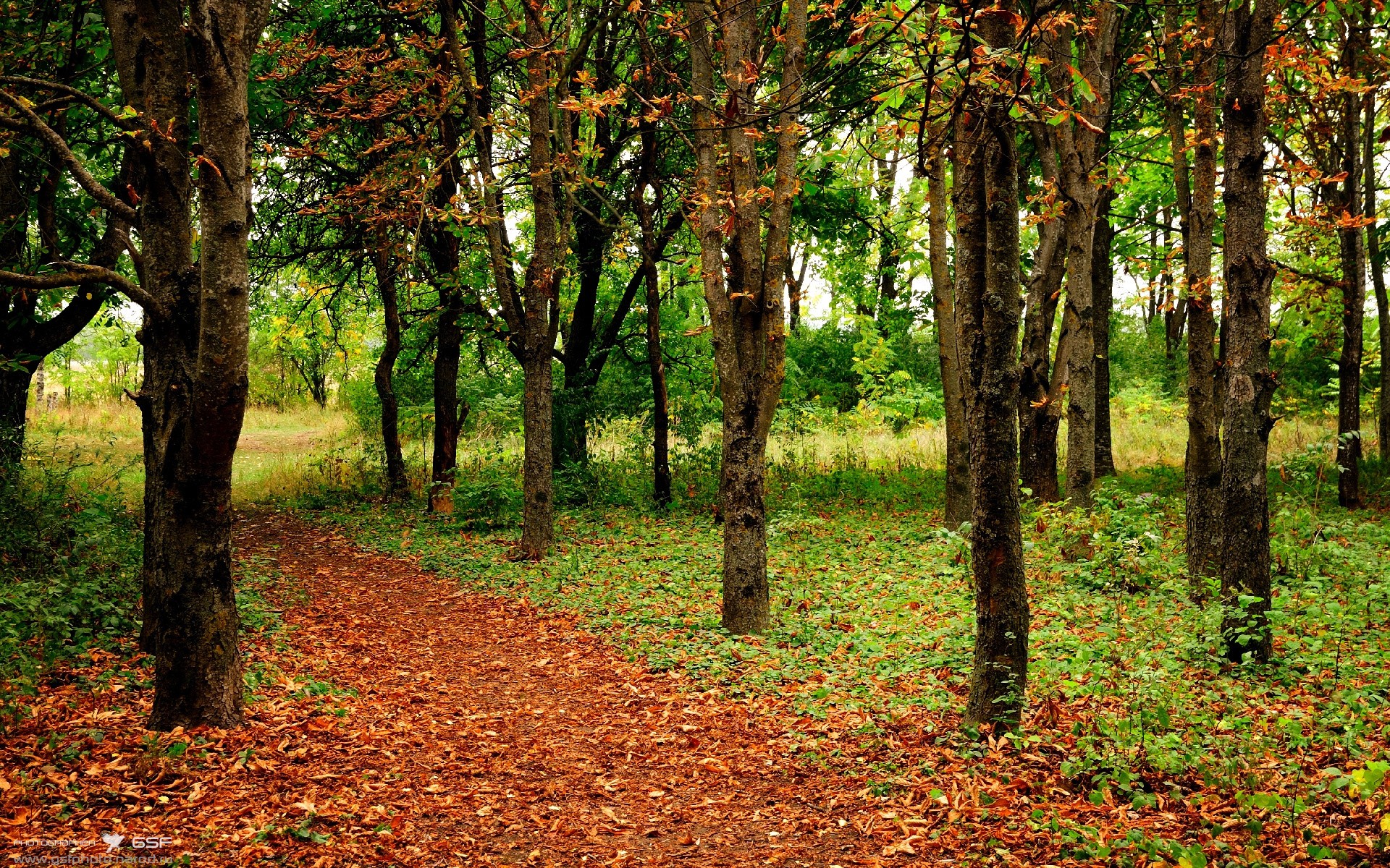 跨界交响,鹈鹕团队之力带走森林狼,杰伦格林欧冠决赛的篮球诗篇