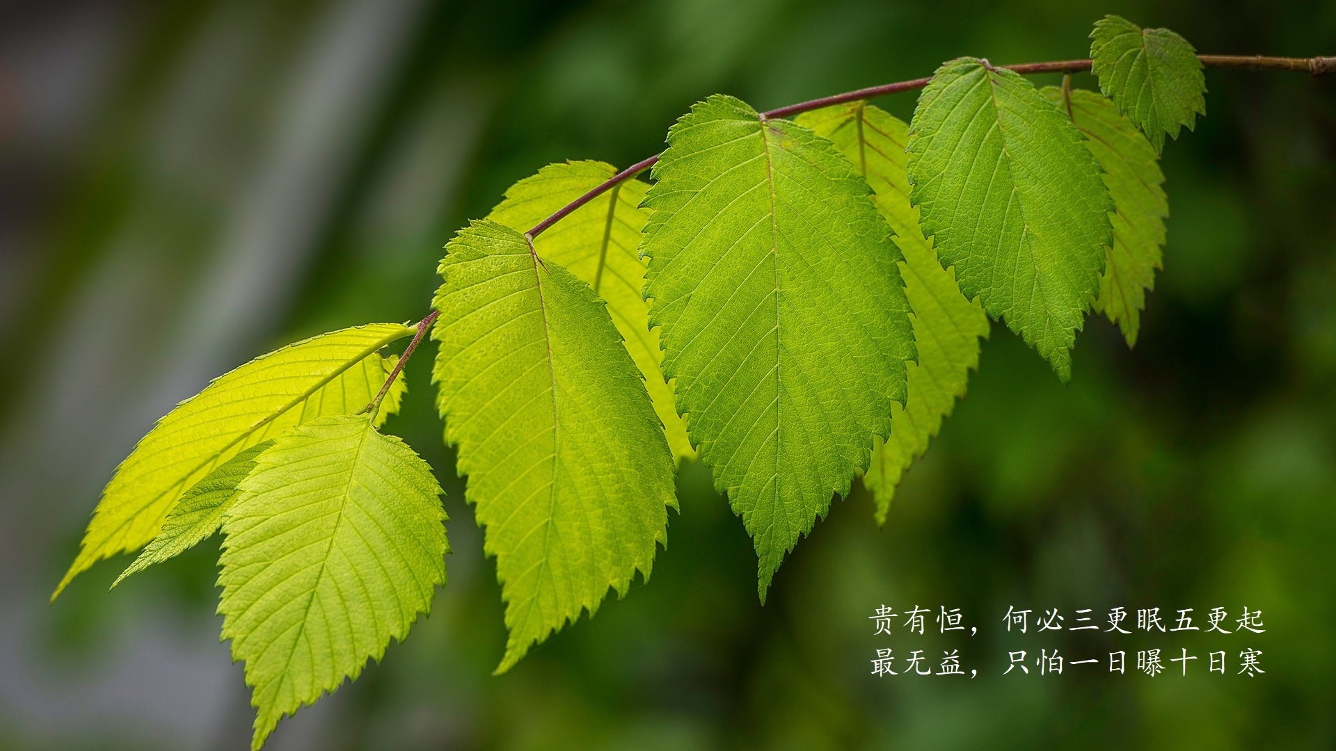 九十分钟的永恒，2026世界杯G组美英大战，加维改写历史的瞬间